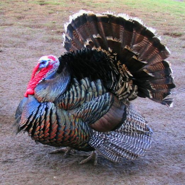  Broad Breasted Bronze Turkey with a robust build, brown plumage highlighted by copper and blue-green sheens, known for its impressive size and high meat yield.