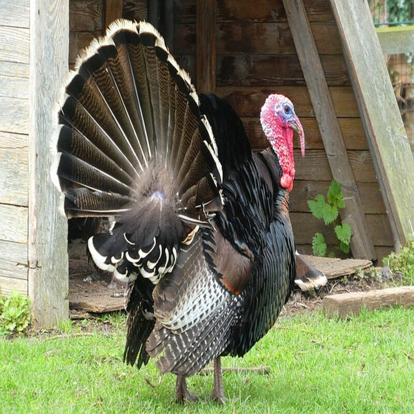  Broad Breasted Bronze Turkey featuring a large, muscular body, iridescent bronze feathers, and a broad chest, prized for its fast growth rate and superior meat quality.