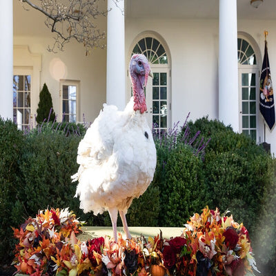  Broad Breasted White Turkey featuring a docile temperament, pink legs, and black beard, prized for its rapid growth rate and high feed-to-meat conversion efficiency, making it a dominant choice in the turkey industry.