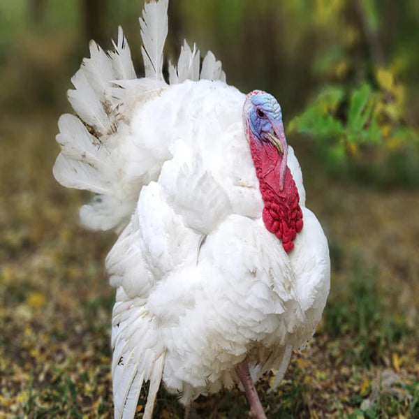  Broad Breasted White Turkey with a large, oval body, wide chest, and pure white plumage, known for its impressive size and excellent meat quality, ideal for commercial meat production.