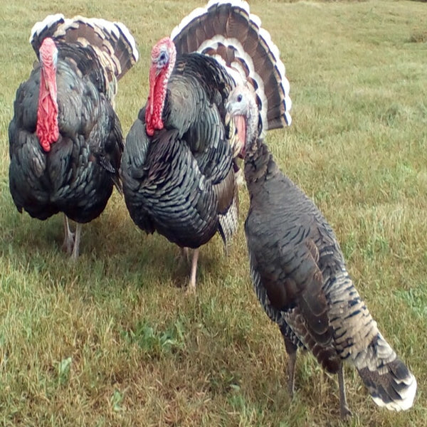 Bronze Heritage Standard Turkey featuring a regal stature, broad chest, and strong legs, prized for its high-quality meat and excellent foraging abilities.