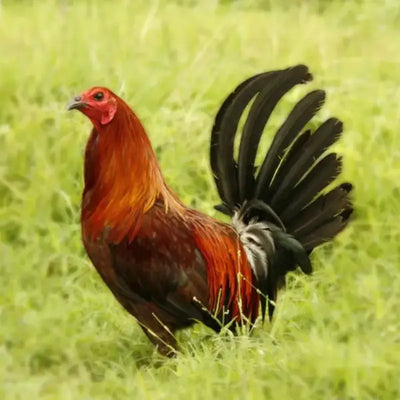 Brown Breasted Brown Red Standard Old English with striking brown and red feathers, known for its active temperament and suitability as a show bird due to its historical significance and unique appearance.