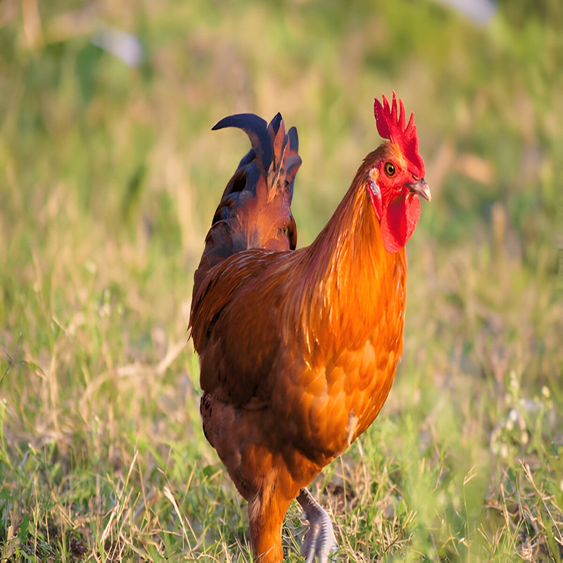 Purebred Brown Leghorn hen, lightweight and active breed known for high egg production