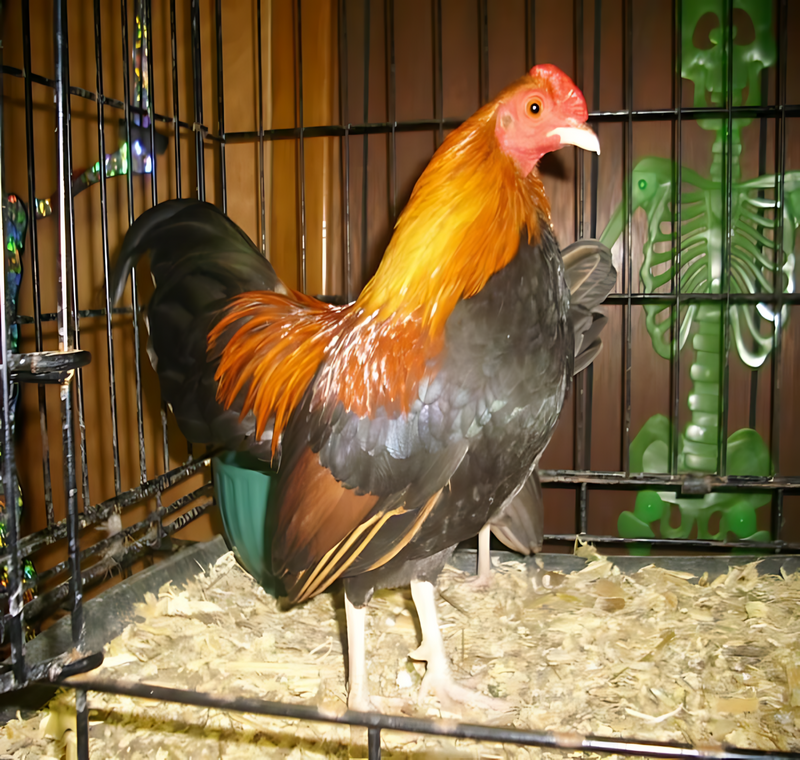 Brown Red Old English Game Bantam