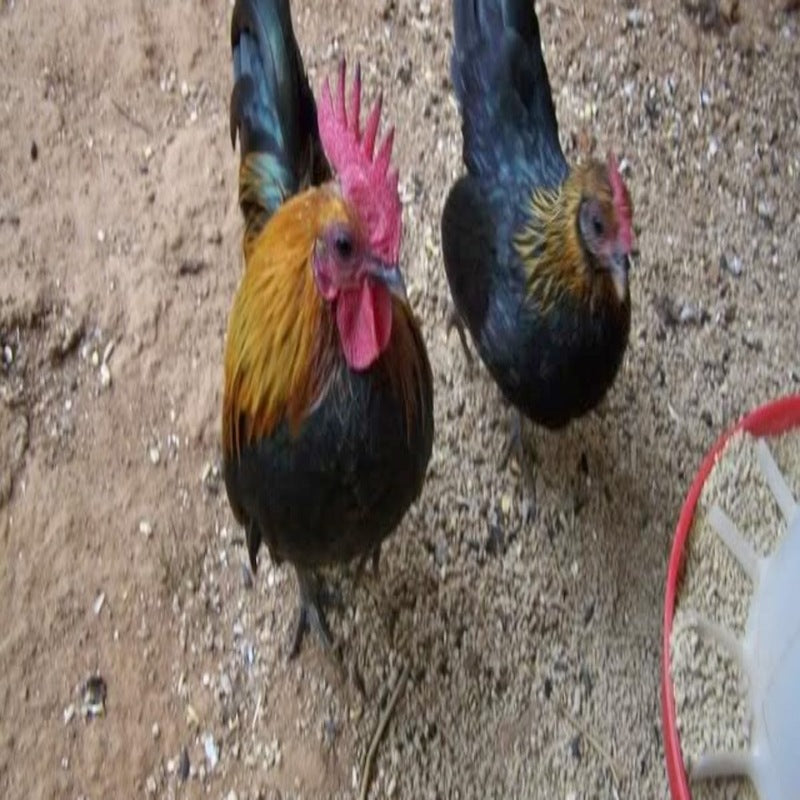 Brown Red Old English Game Bantam featuring a compact build, weighing 22 oz for hens and 24 oz for roosters, prized for its low maintenance requirements, poor egg-laying abilities, and suitability as a pet or exhibition bird due to its friendly nature.