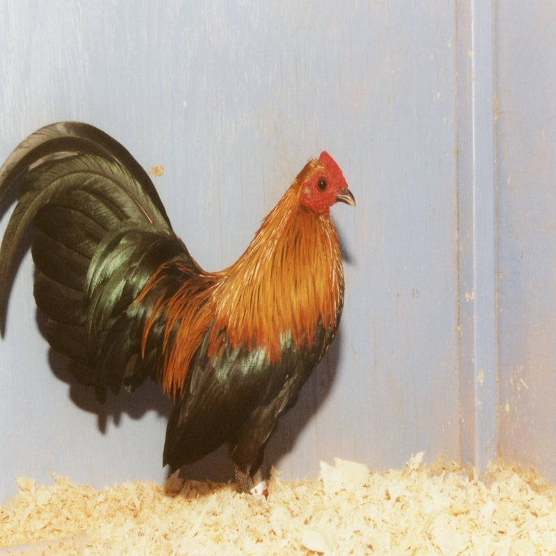 Brown Red Old English Game Bantam with striking black plumage accented by deep orange hackle and saddle feathers in roosters, and yellow-orange head and neck feathers in hens, known for its active temperament and excellent foraging abilities.