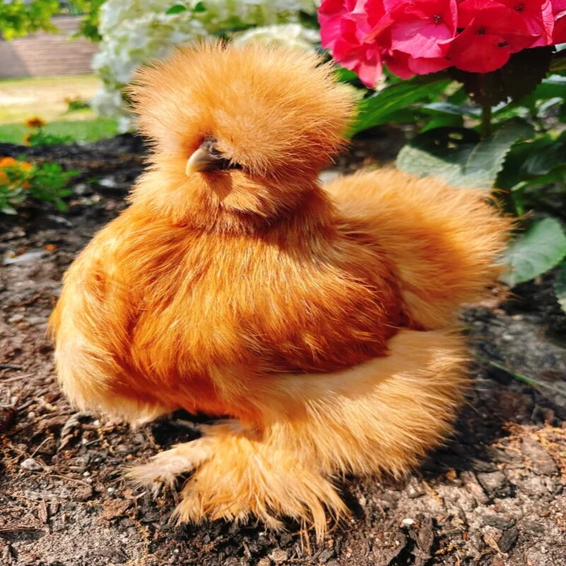  Buff Silkie Bantam featuring a compact build, weighing 32 oz for hens and 36 oz for roosters, prized for its docile nature, fair egg-laying abilities, and ability to thrive in small spaces, though it requires careful handling to prevent feather staining.