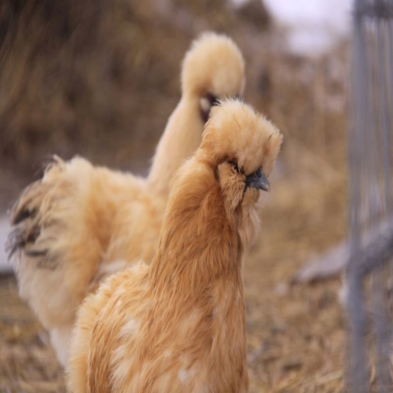 Buff Silkie Bantam with golden-orange plumage, black skin, and fluffy, hair-like feathers, known for its gentle temperament and suitability as a pet or show bird due to its small size and low maintenance requirements.