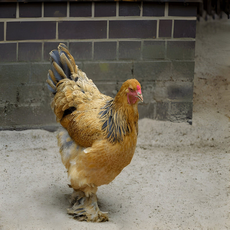 Buff Brahma Chicken, a large and gentle breed known for its golden buff plumage with black accents, cold hardiness, and production of medium-sized brown eggs, ideal for backyard flocks.