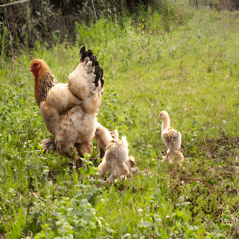 Buff Brahma Chicken, a dual-purpose breed prized for its calm nature, large size, and ability to thrive in various environments, laying up to 200 medium-sized brown eggs annually and making great pets.