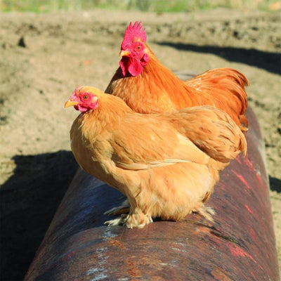  Buff Cochin Bantam with a soft, golden buff plumage, feathered legs, and a friendly temperament, known for being docile, excellent setters, and suitable as pets or show birds due to their small size and low maintenance requirements.