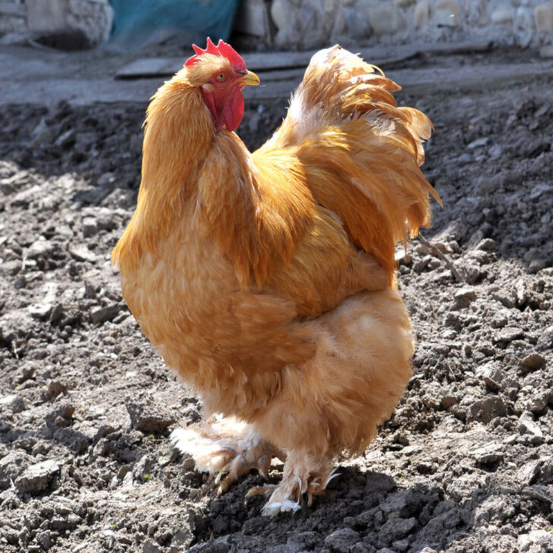 Buff Cochin Standard featuring a large build, weighing 8-11 lbs, prized for its fair egg-laying abilities and suitability for backyard flocks due to its hardiness.