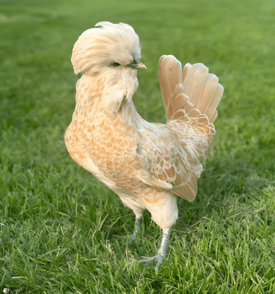 Buff Laced Polish Chicken