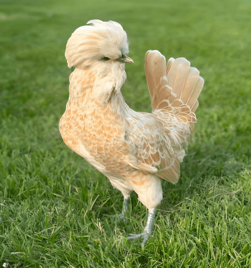 Buff Laced Polish Chicken
