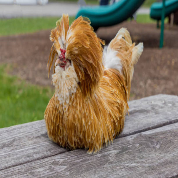 Buff Laced Polish featuring a slender build, weighing 4.5-6 lbs, prized for its fair egg-laying abilities and suitability for backyard flocks due to its hardiness.