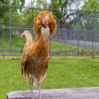 Buff Laced Polish featuring a slender build, weighing 4-6 lbs, prized for its fair egg-laying abilities and suitability for backyard flocks due to its hardiness.