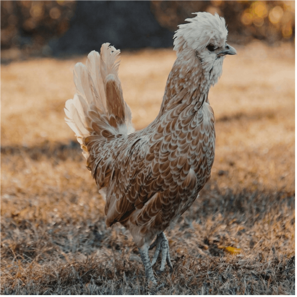 Buff Laced Polish Chicken