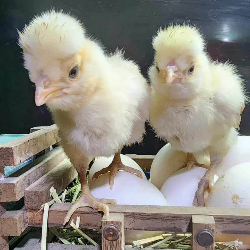 Buff Laced Polish, featuring a medium-sized build, docile nature, and small white eggs, making them perfect for families and beginners due to their friendly disposition and low broodiness.