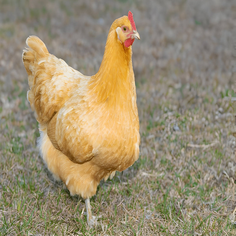 Purebred Buff Orpington hen, gentle dual-purpose breed ideal for families and backyard flocks