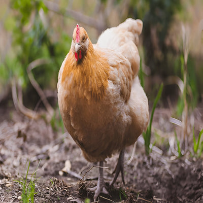 Buff Orpington chicken, calm and friendly heritage breed known for steady egg production
