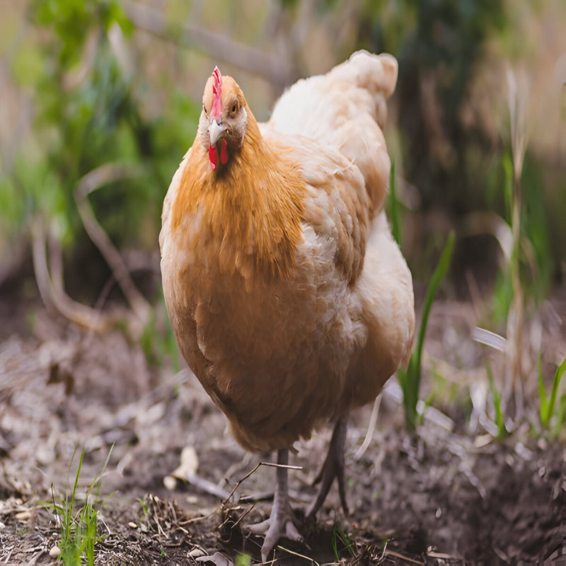 Buff Orpington chicken, calm and friendly heritage breed known for steady egg production