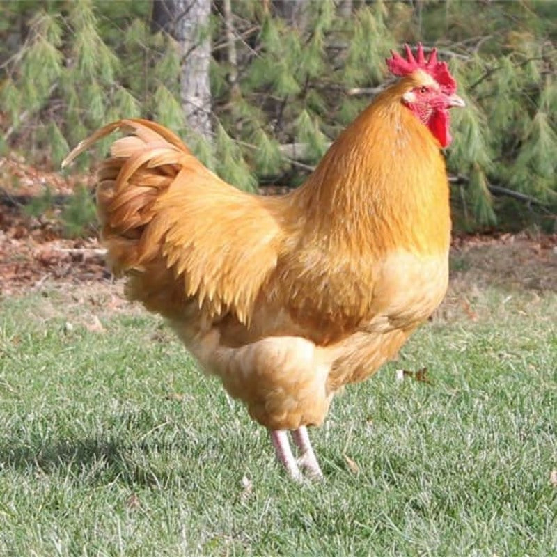 Buff Orpington Bantam with golden buff plumage, single comb, and pinkish-white beak, known for its docile temperament and good egg-laying abilities, producing over 150 small brown eggs per year.