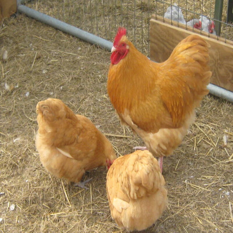 Buff Orpington Bantam featuring a compact body, small size, and friendly nature, prized for its ornamental value and suitability for backyard flocks due to its calm demeanor.