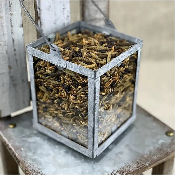 Bug Bonanza, a protein-rich mix of dried mealworms and bugs for chickens