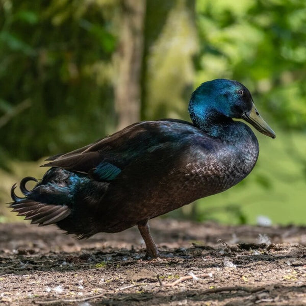 Cayuga Duck featuring a robust build, black bill, and legs, ideal for backyard flocks due to its calm nature and adaptability.