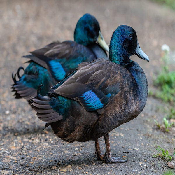 Cayuga Duck with striking black plumage and iridescent beetle-green sheen, known for its friendly temperament and excellent egg-laying abilities.