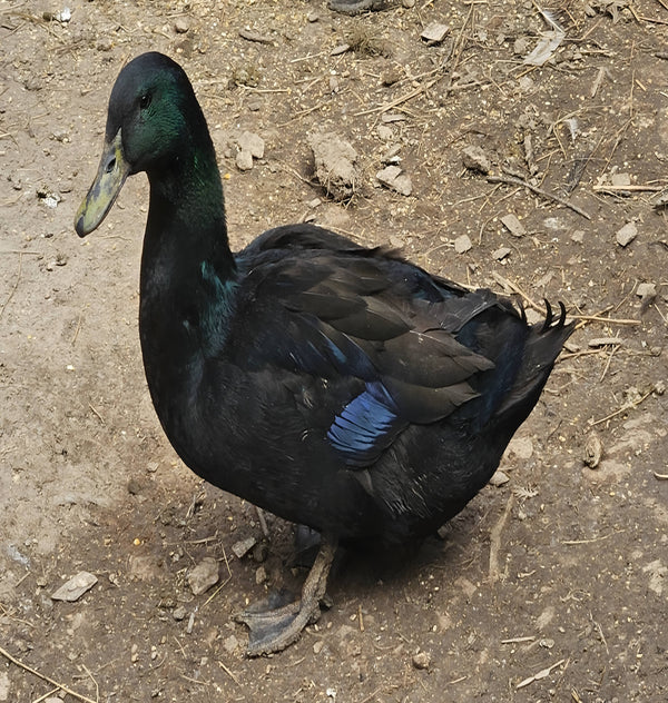 Glossy black Cayuga duck with iridescent green sheen, hardy breed for backyard farms