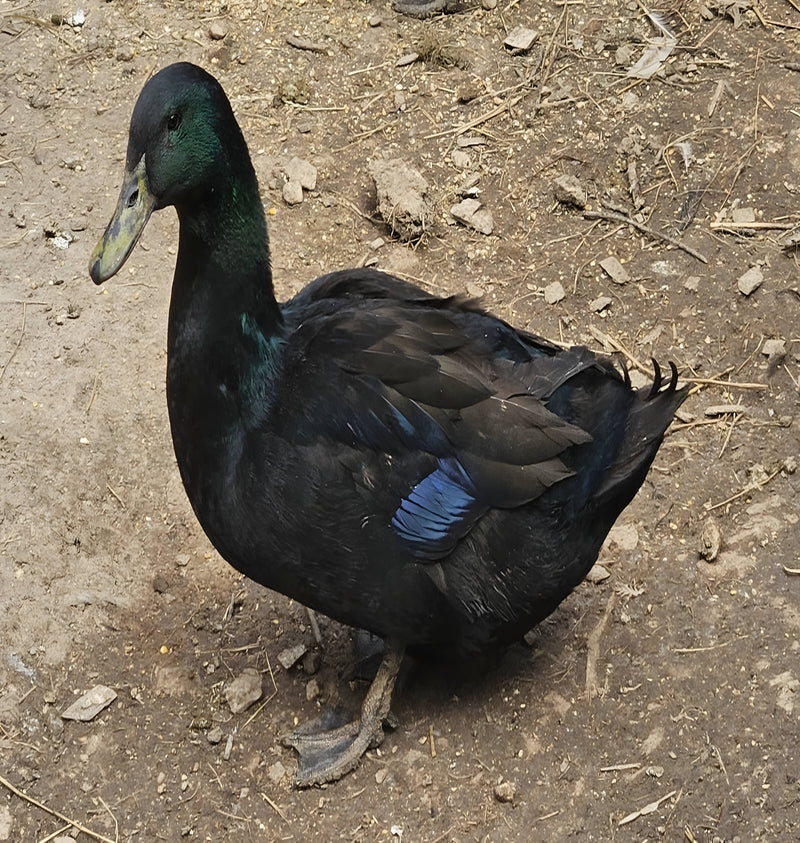 Glossy black Cayuga duck with iridescent green sheen, hardy breed for backyard farms