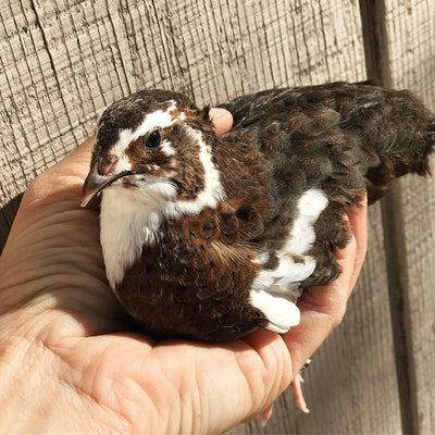 Celadon Coturnix Quail Hatching Eggs
