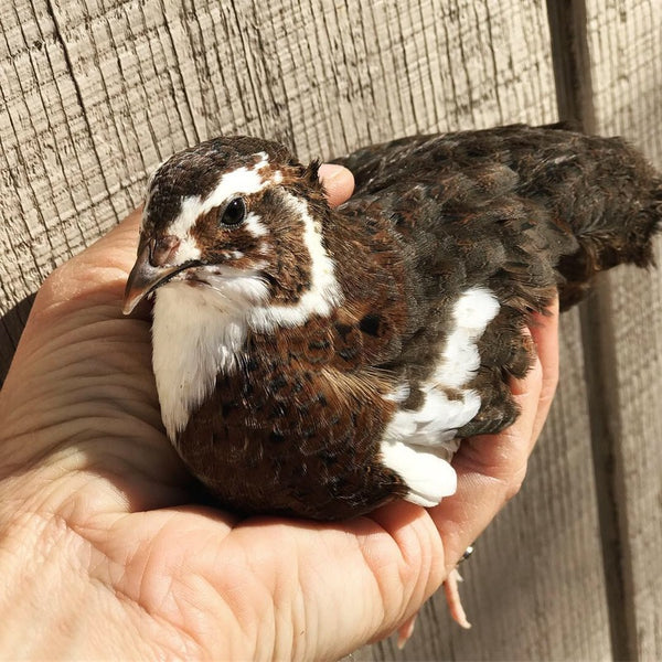Celadon Coturnix Quail Hatching Eggs