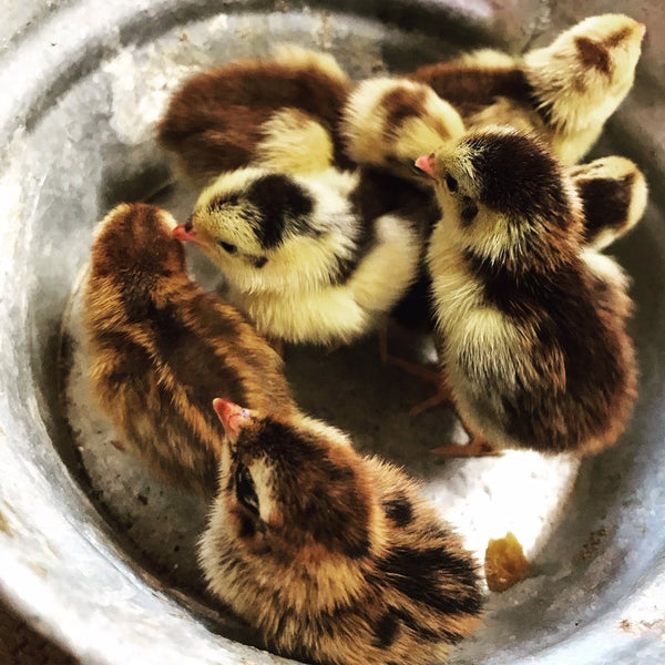 Celadon Coturnix Quail Hatching Eggs