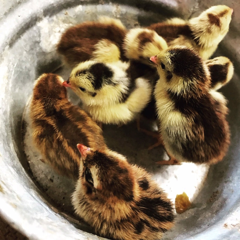 Celadon Coturnix Quail Hatching Eggs