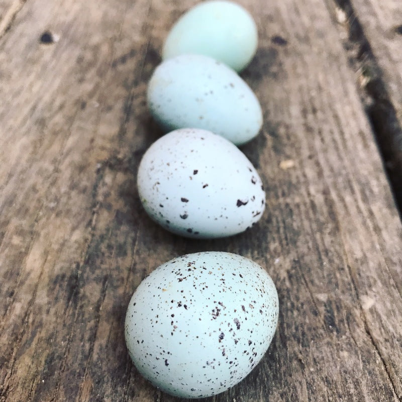 Celadon Coturnix Quail Hatching Eggs