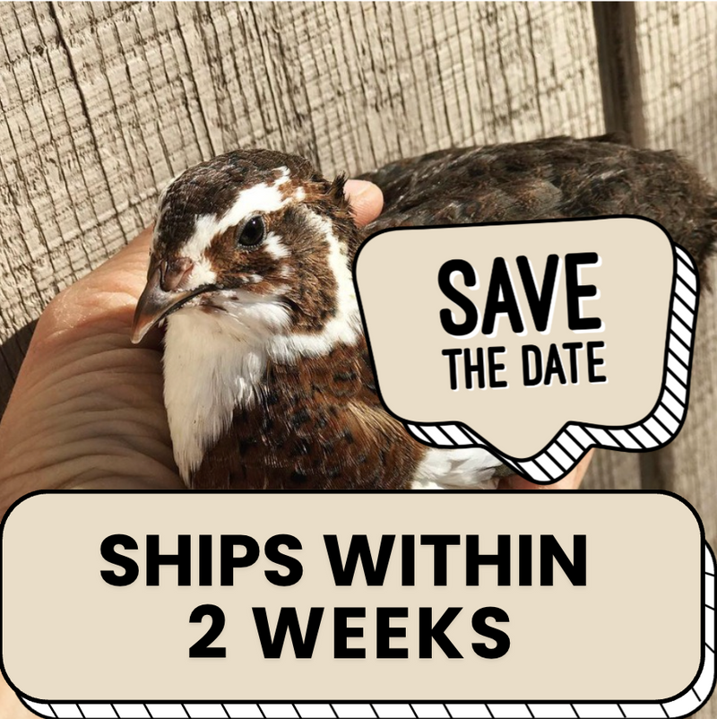 Celadon Coturnix Quail Hatching Eggs