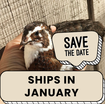 Celadon Coturnix Quail Hatching Eggs