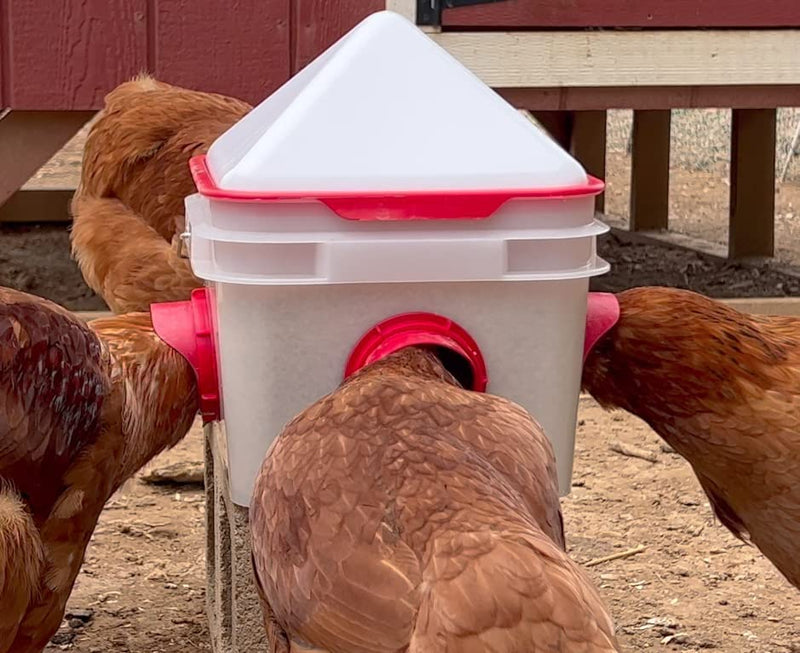 Four brown hens feeding simultaneously from Chick2Chicken 4-port bucket feeder, demonstrating multi-bird access and reduced flock competition during mealtime
