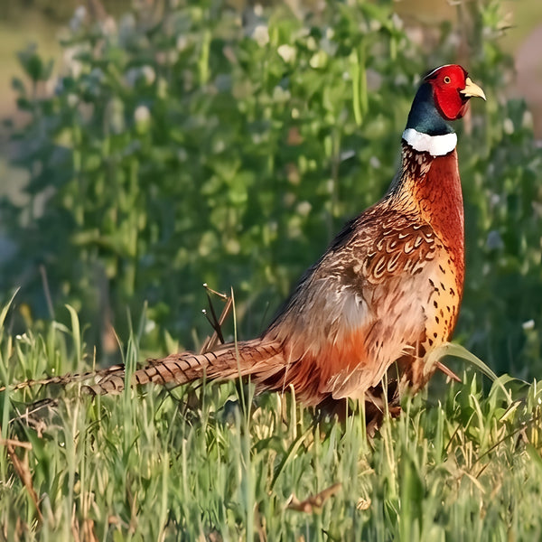Chinese Ringneck pheasant hatching eggs product image showing adult male with red face white neck ring and long tail for game bird breeding
