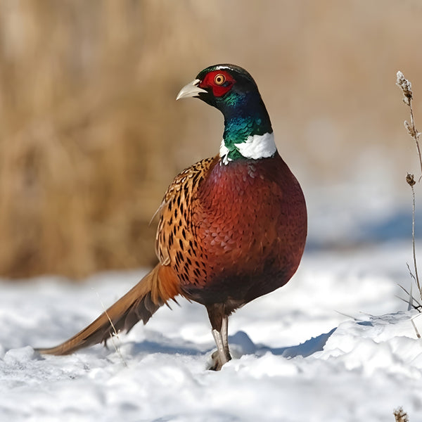 Close-up pheasant image revealing detailed plumage patterns and white neck ring for breed verification in hatching egg purchases