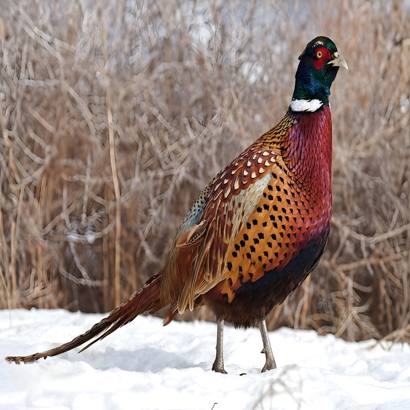 Chinese Ringneck pheasant in snow demonstrating cold-hardy survival traits for northern climate hunting preserves ordering hatching eggs