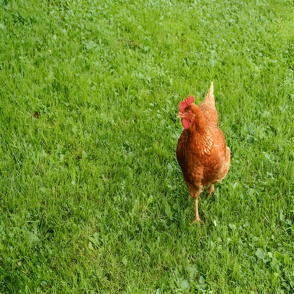 Hybrid Cinnamon Queen hen, early-maturing and friendly breed ideal for egg production
