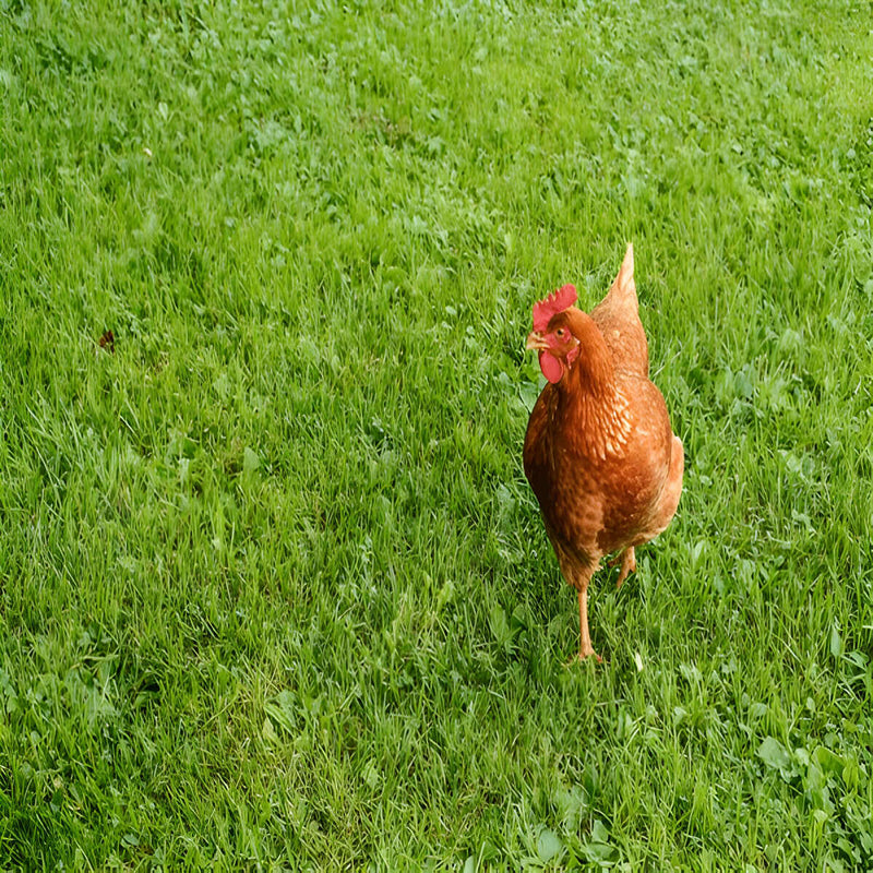 Hybrid Cinnamon Queen hen, early-maturing and friendly breed ideal for egg production