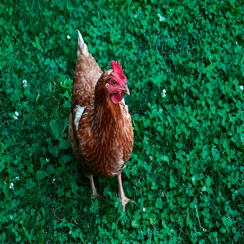 Cinnamon Queen chicken with reddish-golden plumage, prolific brown egg layer