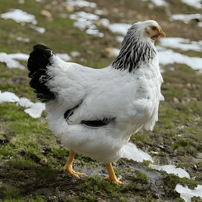 Columbian Wyandotte Chicken