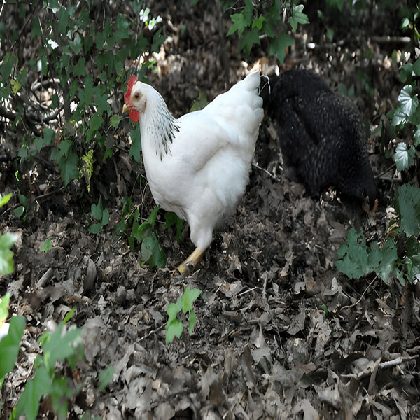 Columbian Rock, featuring a robust build, cold hardiness, and a calm demeanor, ideal for backyard flocks and small-scale farming due to their gentle nature and consistent egg laying.