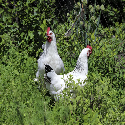 Columbian Rock Chicken, a dual-purpose breed known for its striking white plumage with black lacing, friendly temperament, and reliable production of large brown eggs.