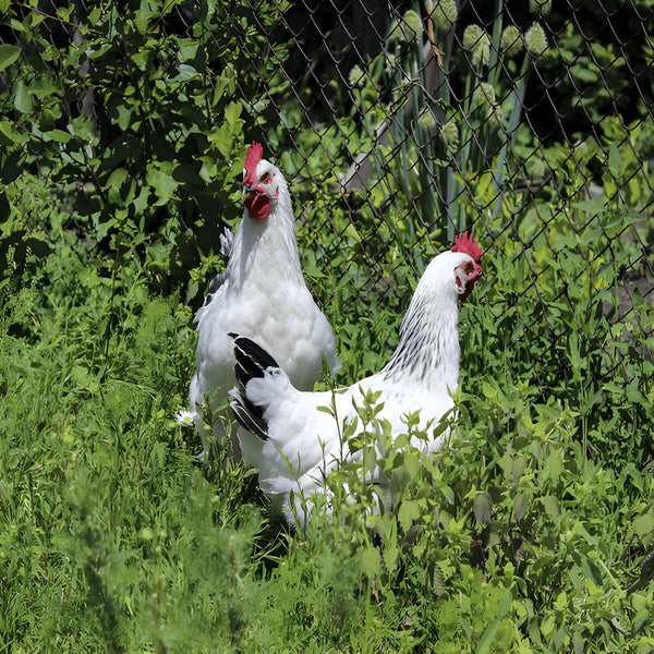 Columbian Rock Chicken, a dual-purpose breed known for its striking white plumage with black lacing, friendly temperament, and reliable production of large brown eggs.